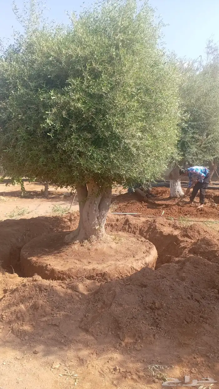 توريد وزراعة اشجار زيتون شجر زيتون 79