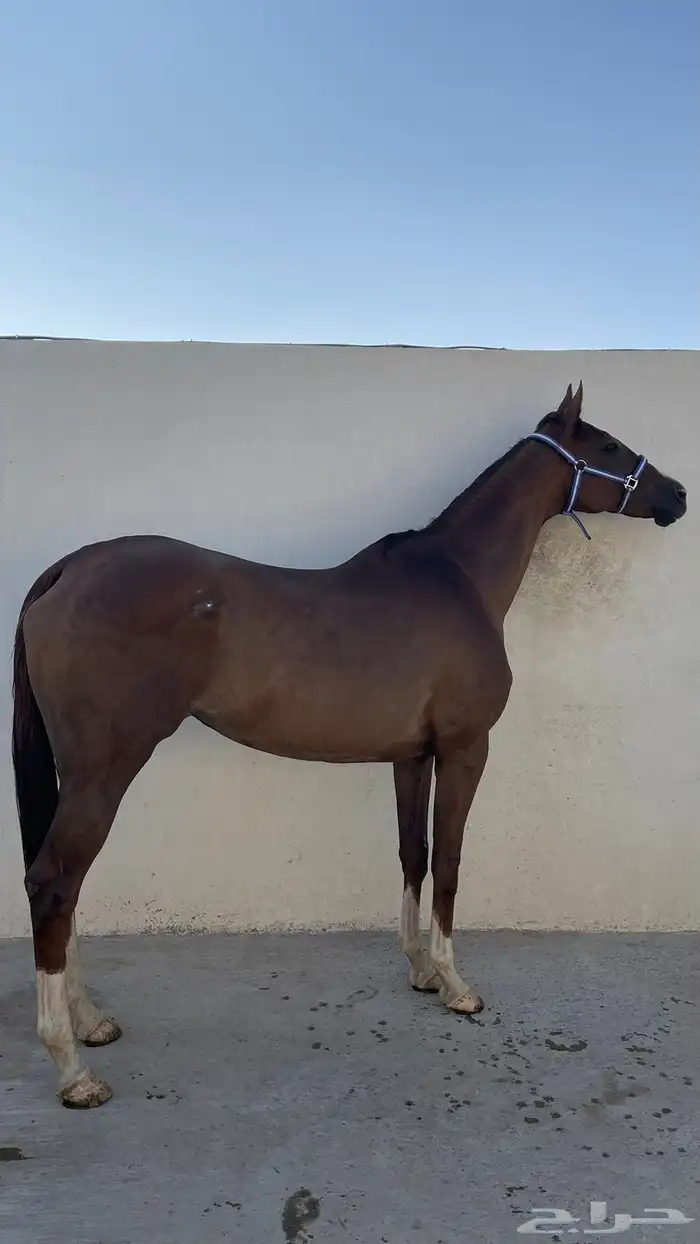 فرس للبيع 2