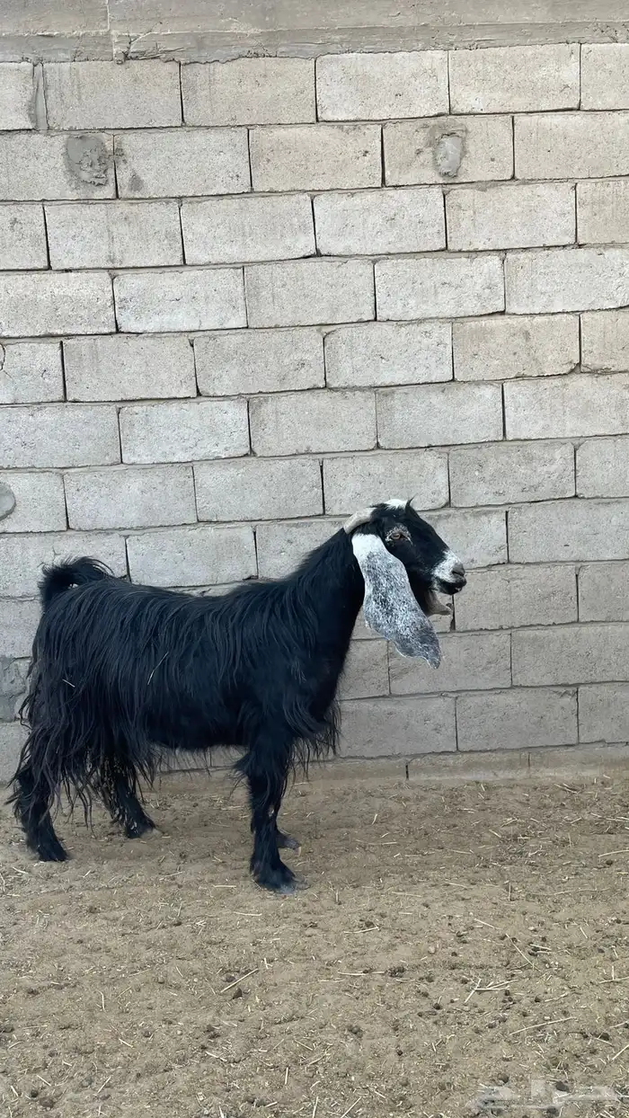 معزاء للبيع 4