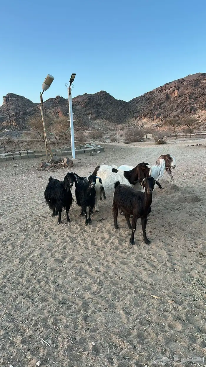 معزا للبيع العدد 6بالفحل 3