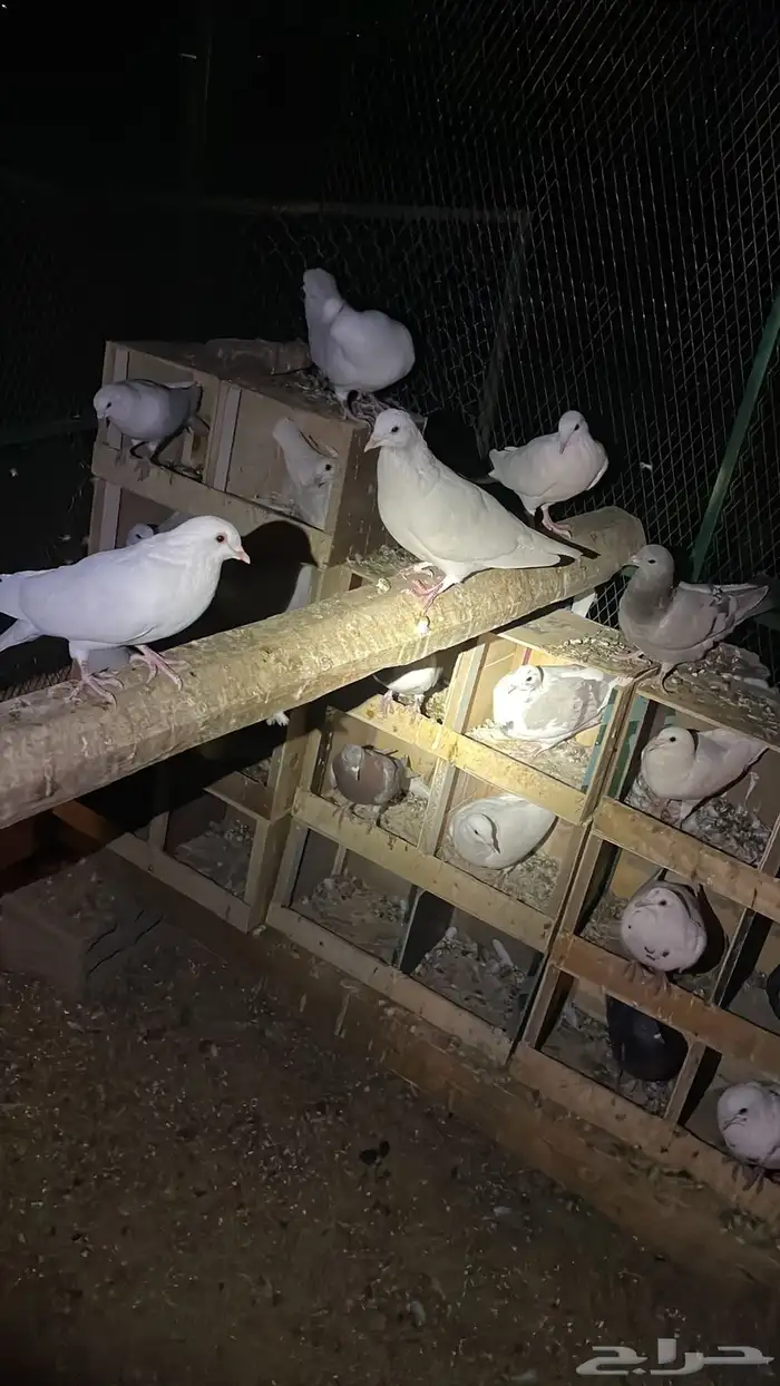 حمام زاجل وفرنسي 3