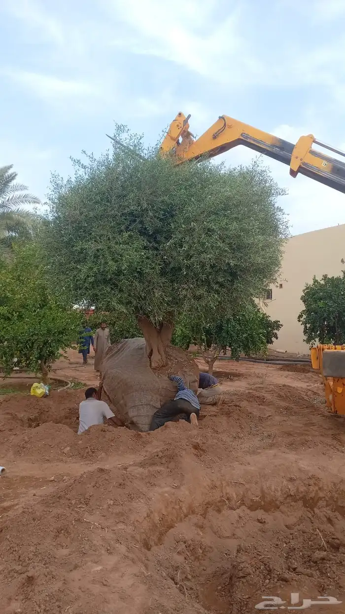 توريد وزراعة اشجار زيتون شجر زيتون 83