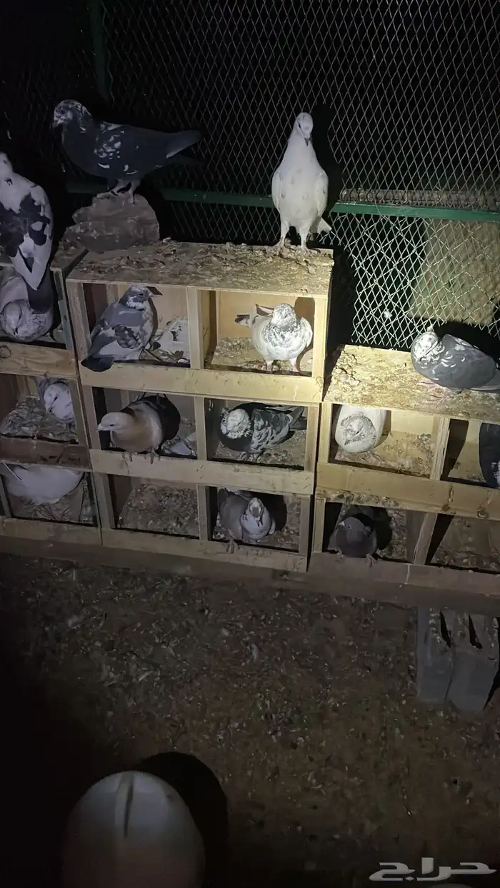 حمام زاجل وفرنسي 0