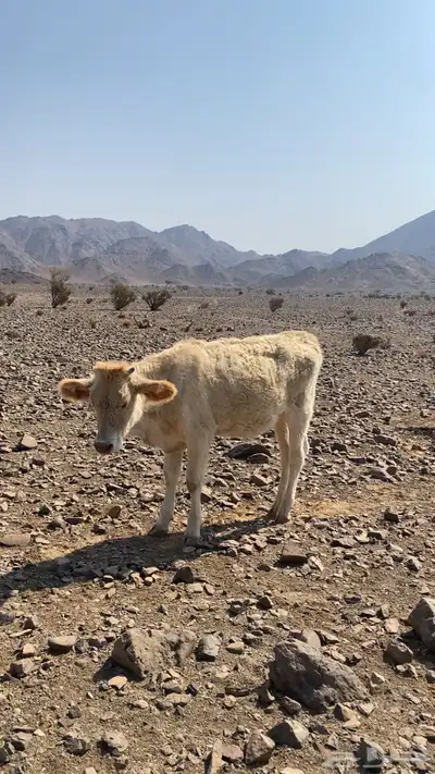 بقر للبيع index