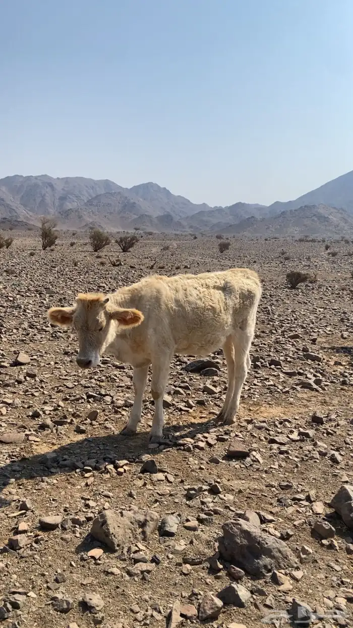 بقر للبيع 2
