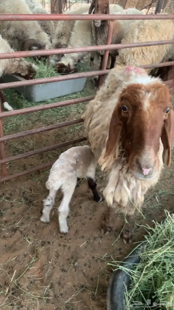 مراح نعيم دفيع منوة القناي 7