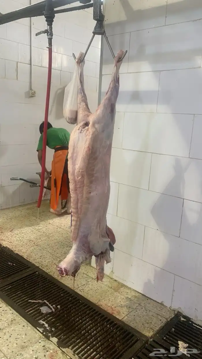 ذبايح يوجد بالنص الي يبي حياه والذبح عند الطلب 6
