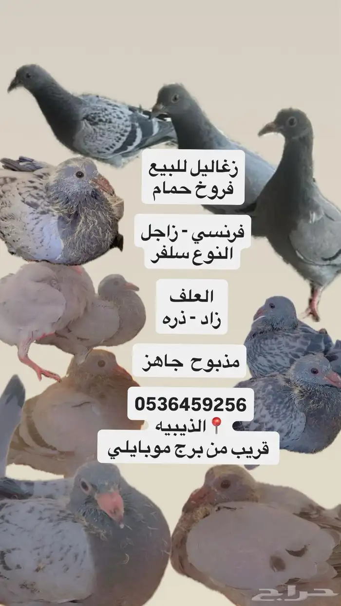 فروخ حمام للبيع 2