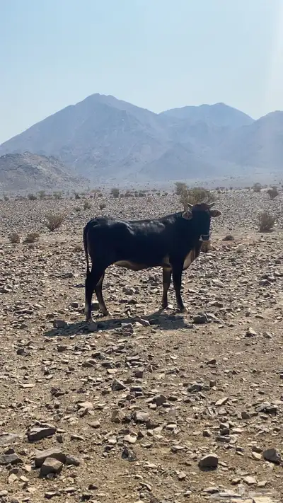 بقر للبيع index