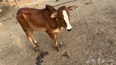 بقر للبيع index