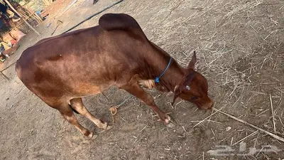 بقر للبيع index