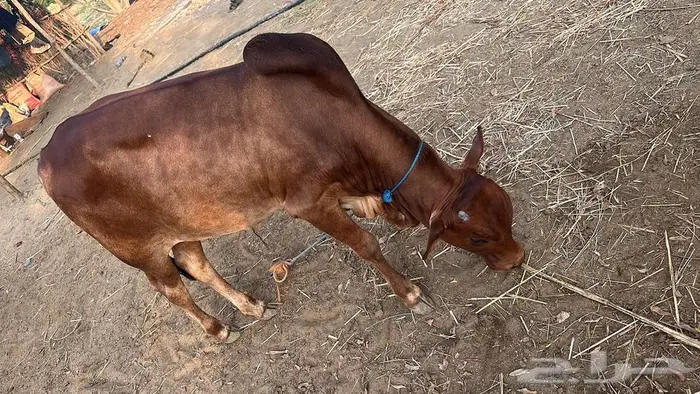 بقر للبيع 2