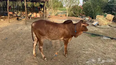 بقر للبيع index