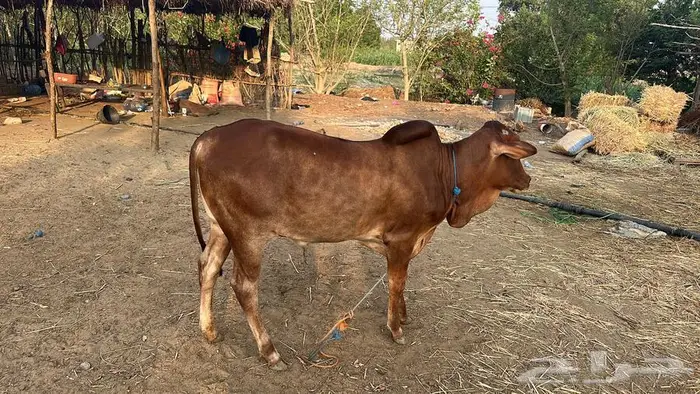 بقر للبيع 5