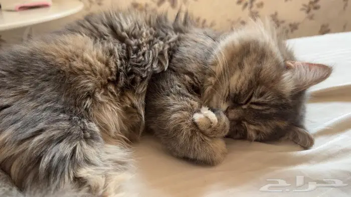 قطه شيرازيه للتبني مع اغراضها للبيع بسعر رمزي قابل للتفاوض 5