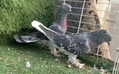 اجواز اتراك top index