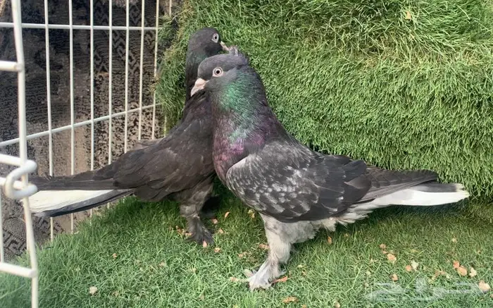 اجواز اتراك top 2