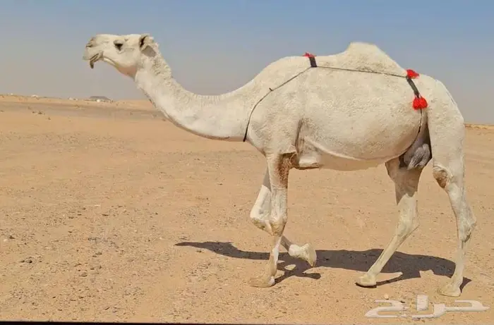 وضحا ضروبه 1