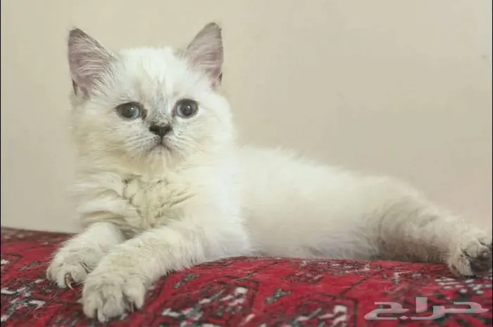 قطه هملايا 0