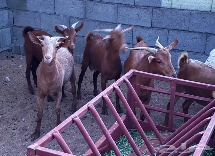 تيوس ( جذعان ) للبيع 0