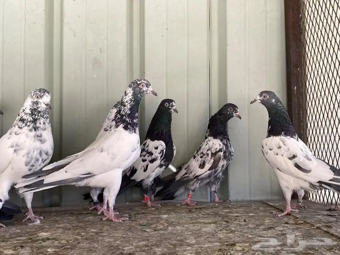 طبات تيدي   رامبوري 6