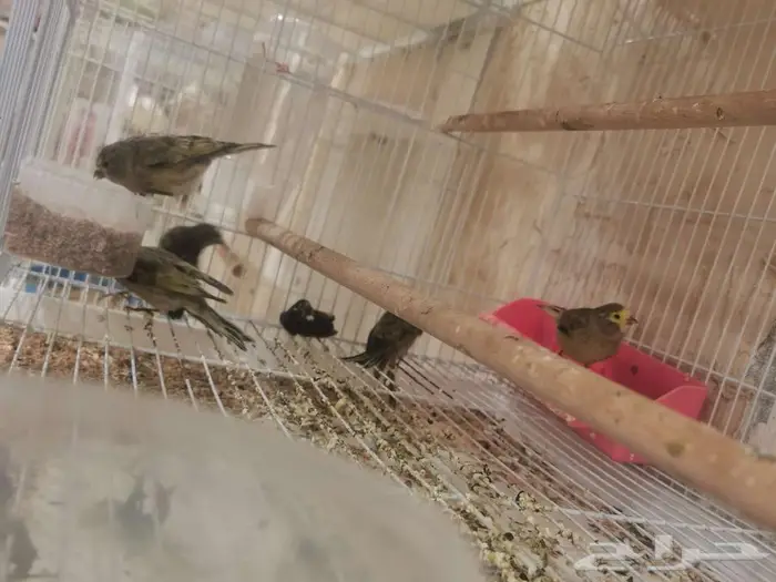 للبيع بسبوس سوري الحبة 80 2