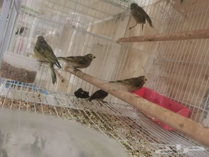 للبيع بسبوس سوري الحبة 80 1