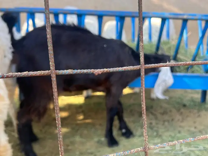 جفرة لباني للبيع 0