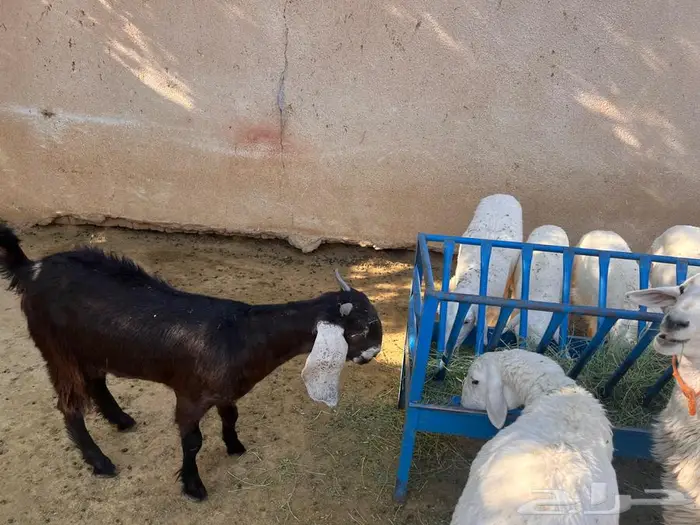 جفرة لباني للبيع 3