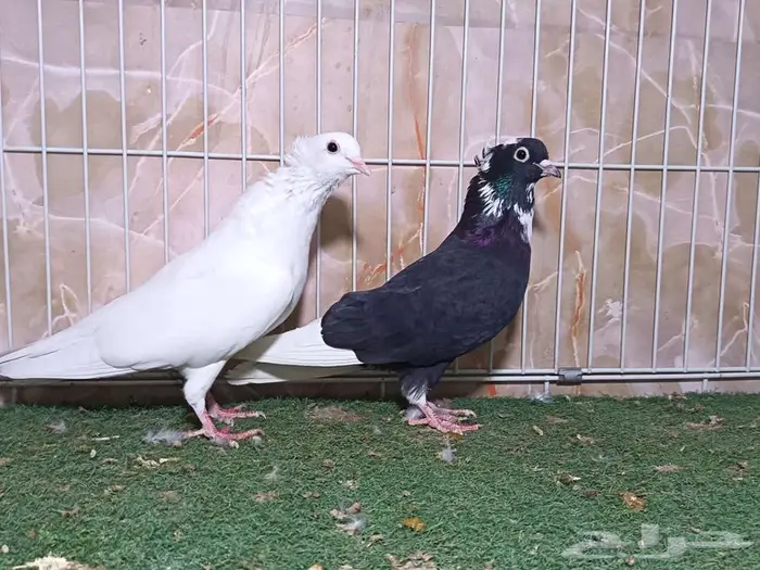 ستة أجواز قطايف 5