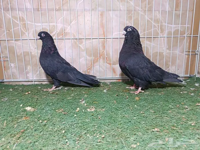 ستة أجواز قطايف 6