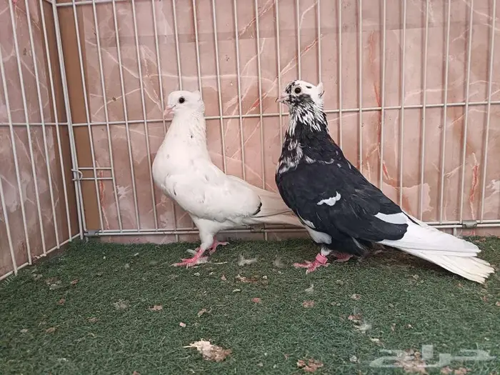 ستة أجواز قطايف 3