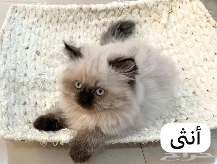 قطط هملايا للبيع 1