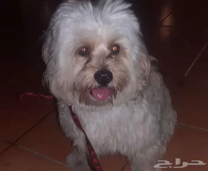 كلب شيواوا ذكر بدون أوراق 4500 1