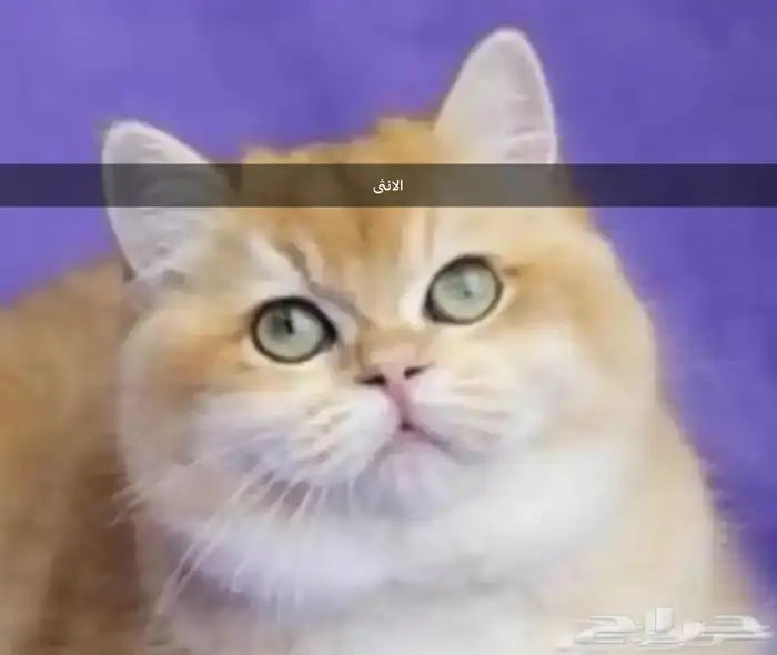 للبيع انثى وذكر برتش ny12 الانثى مسجلة 5