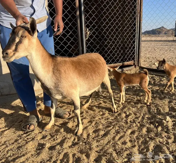 عنز جنوبيه متوم مهجنه لون الصيد هجين وعل (عرض رقم 4) 1