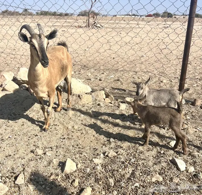 عنز جنوبيه متوم مهجنه لون الصيد هجين وعل (عرض رقم 3 ) 0