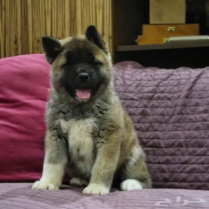 امريكان اكيتا 5