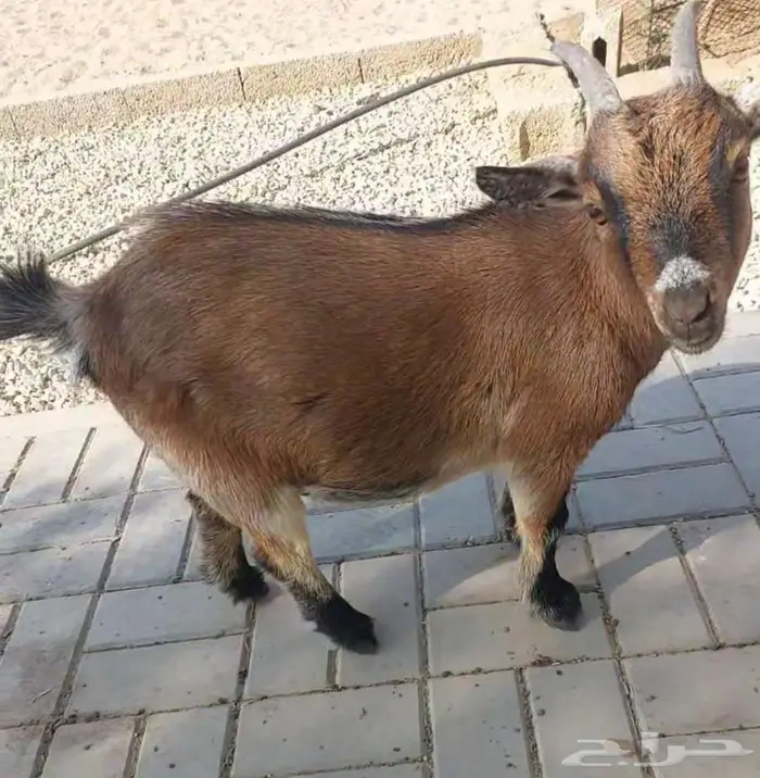 ماعز قزمي مضرع 0