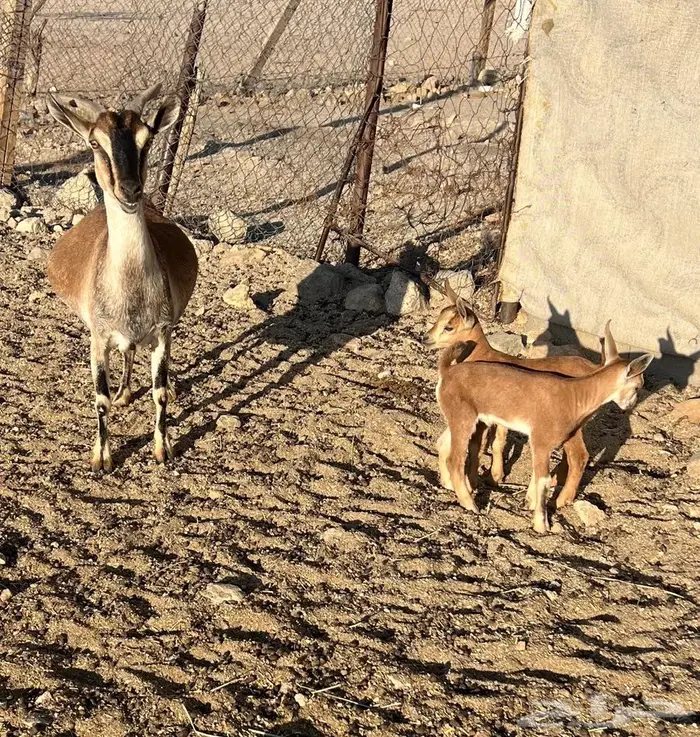 عنز جنوبيه متوم مهجنه لون الصيد هجين وعل (عرض رقم 4) 0