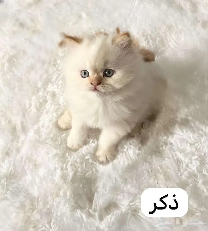 قطط هملايا للبيع 0