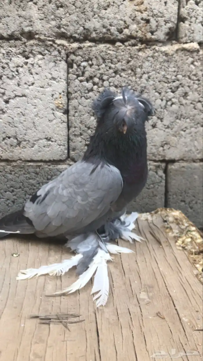 حمام بخارى 0