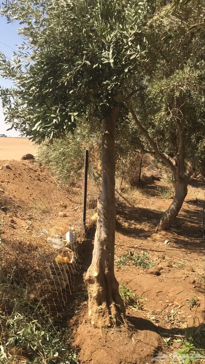 توريد وزراعة اشجار زيتون شجر زيتون 2