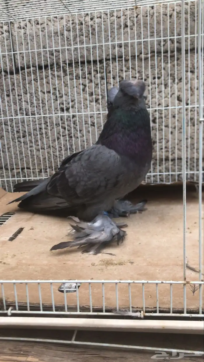 حمام بخارى 3