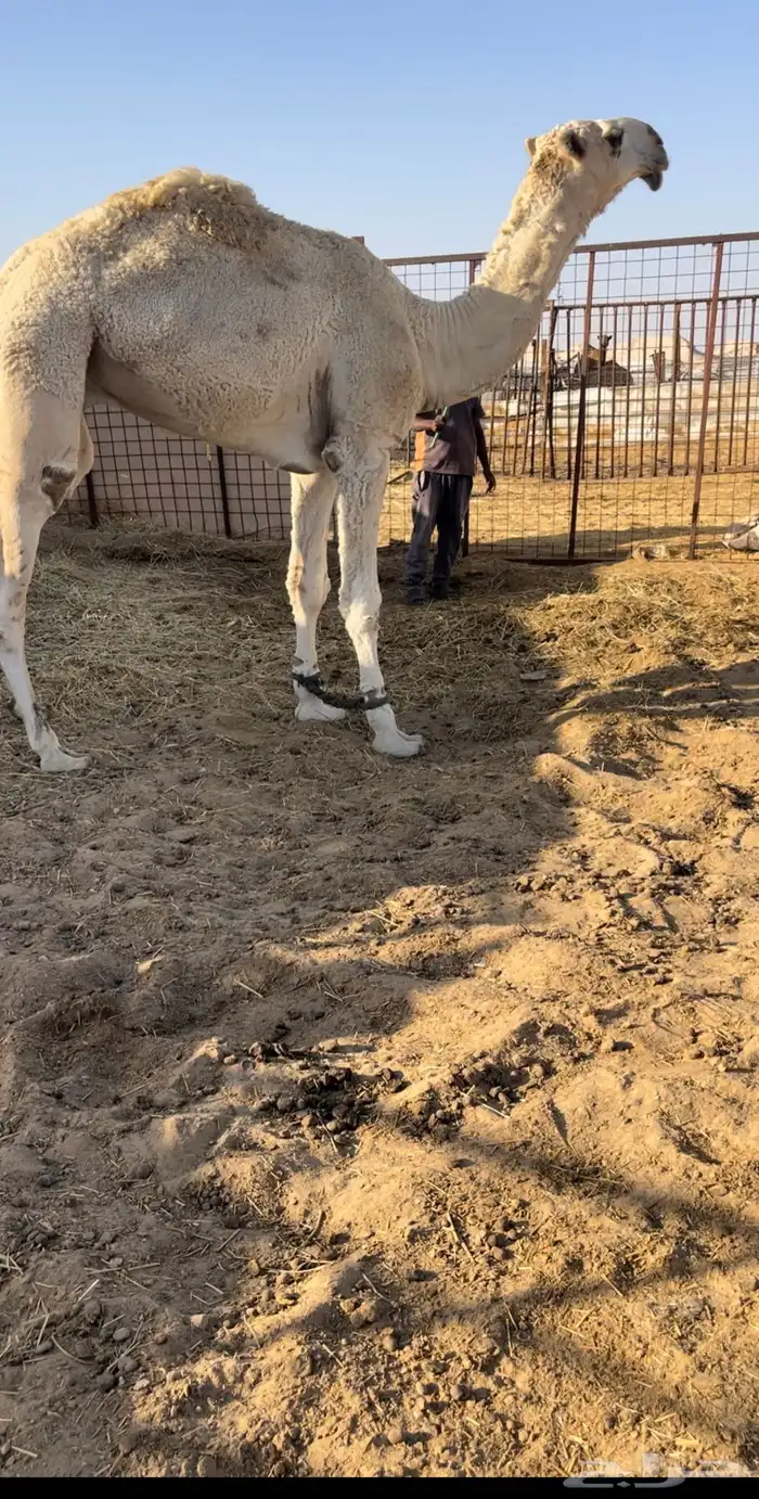 قعود حق باتلي 0