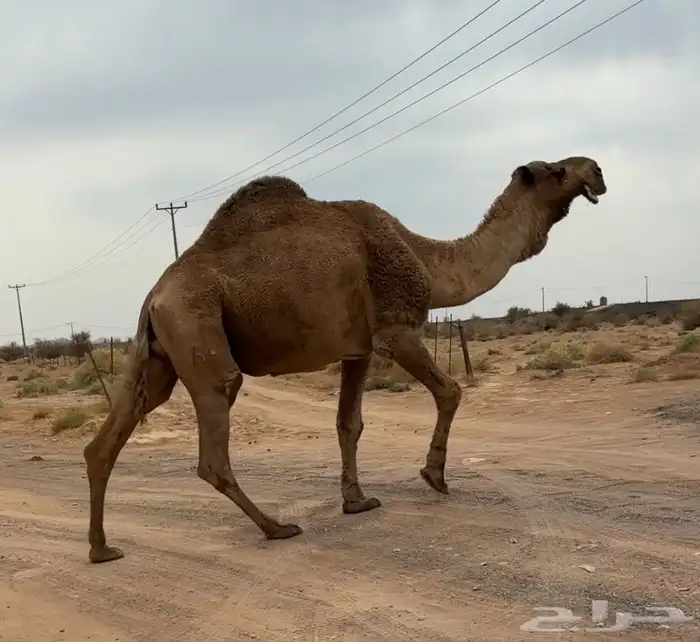 جمل اشعل طيب 3