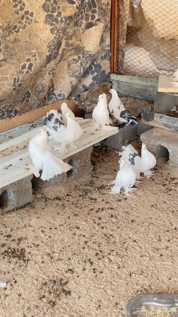 للبيع حمام رقاص 2