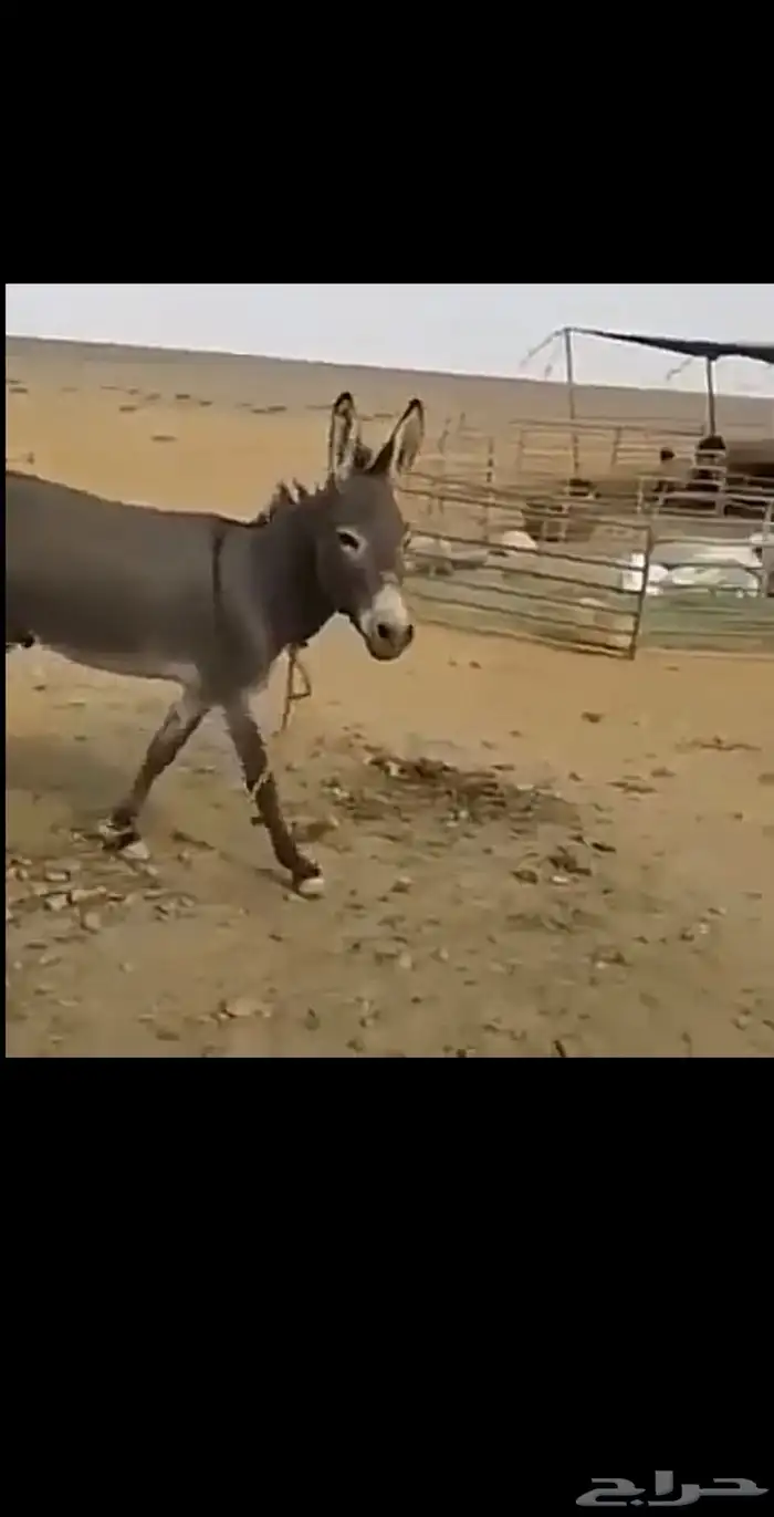 مطلوب حمار غنم 0
