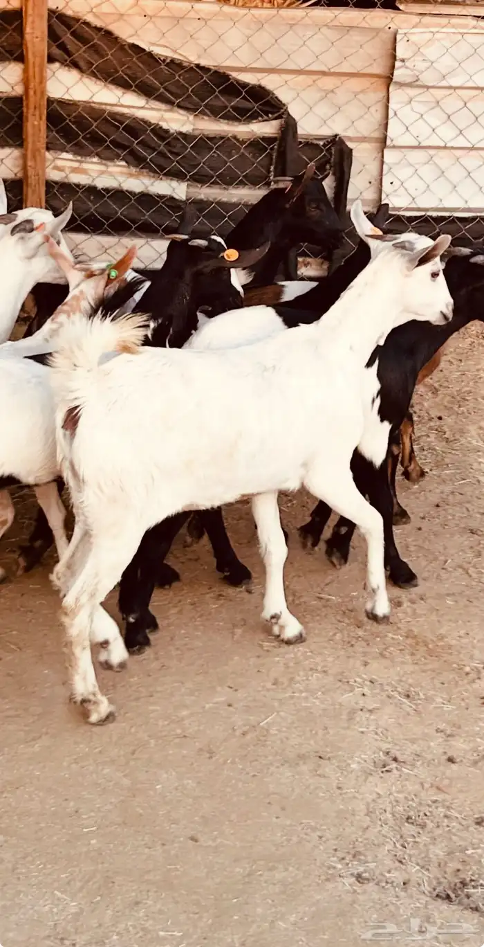 جفار بيشيه طيبه 2