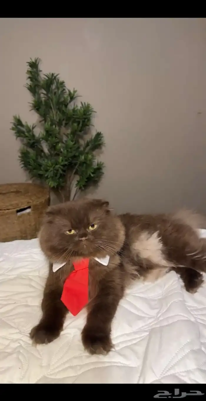 قط سكوتش فولد لونق هيرر 1